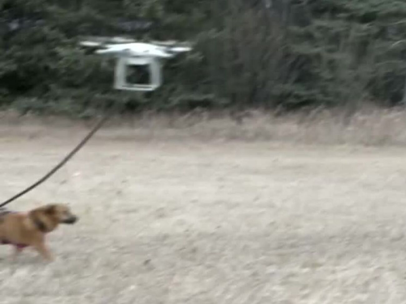 Пропеллер поднял собаку в небо