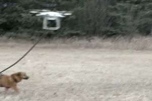 Пропеллер поднял собаку в небо