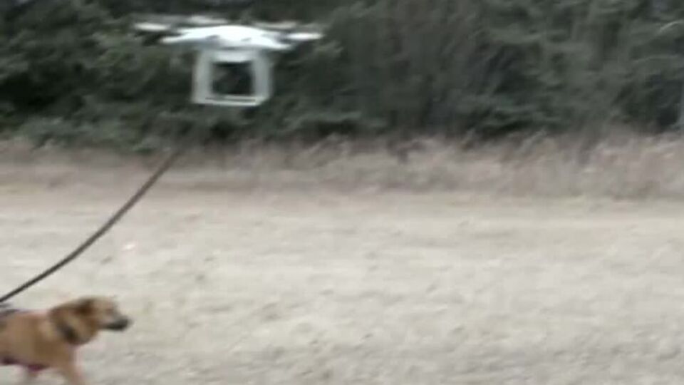 Пропеллер поднял собаку в небо