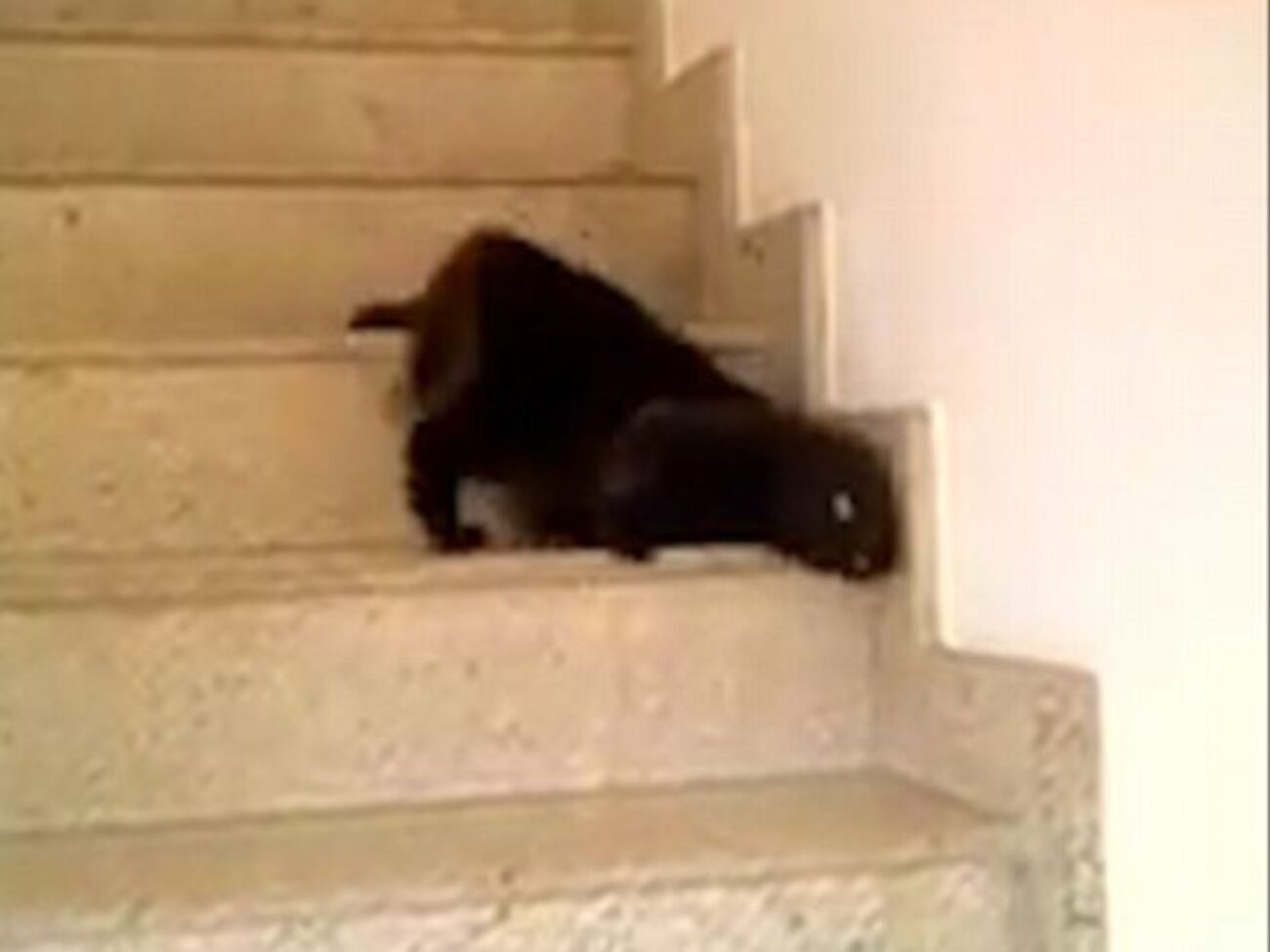 Герой ролика&nbsp;&ndash;&nbsp;кот, спускающийся по ступенькам необычным образом