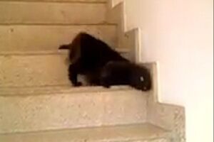 Герой ролика – кот, спускающийся по ступенькам необычным образом