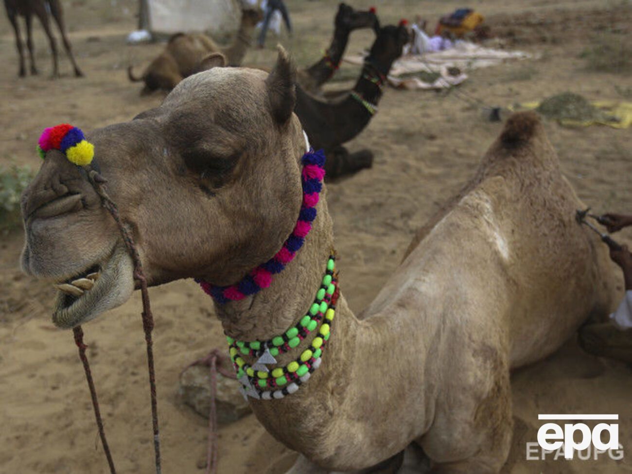Верблюд напал на хозяина, который оставил его на весь день на жаре