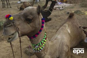 Верблюд напал на хозяина, который оставил его на весь день на жаре