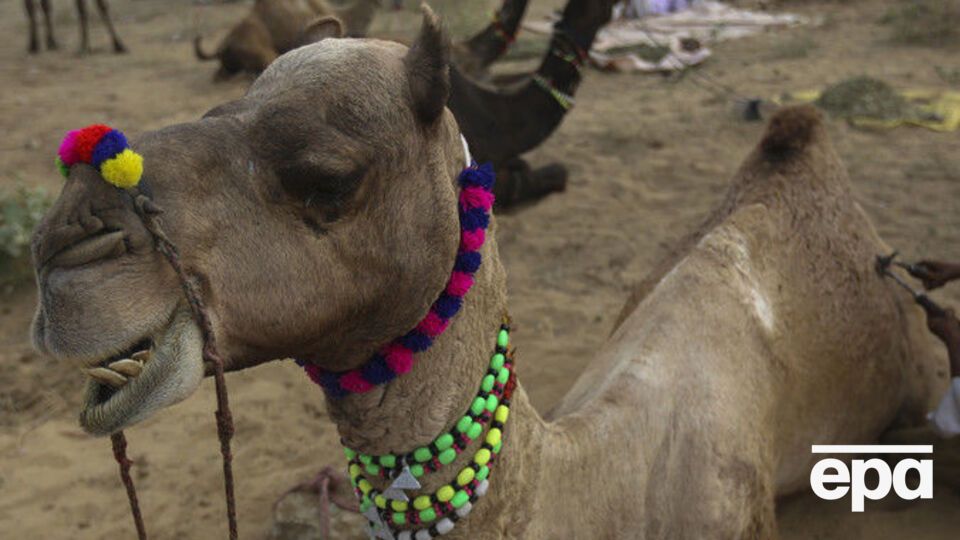 Верблюд напал на хозяина, который оставил его на весь день на жаре