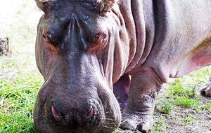 В зоопарке просят присылать им старые фотографии с Брестой
