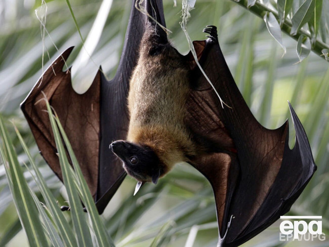 Австралийцы недовольны нашествием летучих лисиц