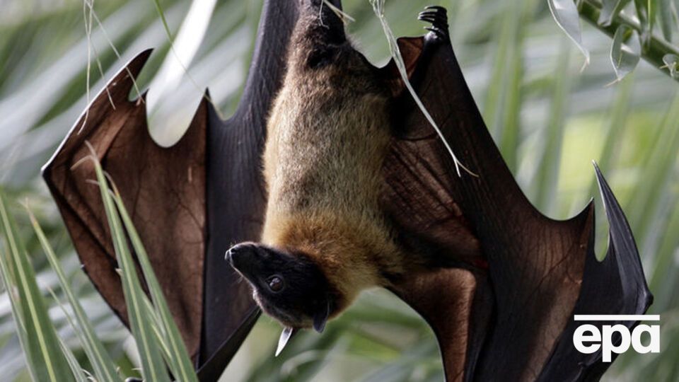 Австралийцы недовольны нашествием летучих лисиц