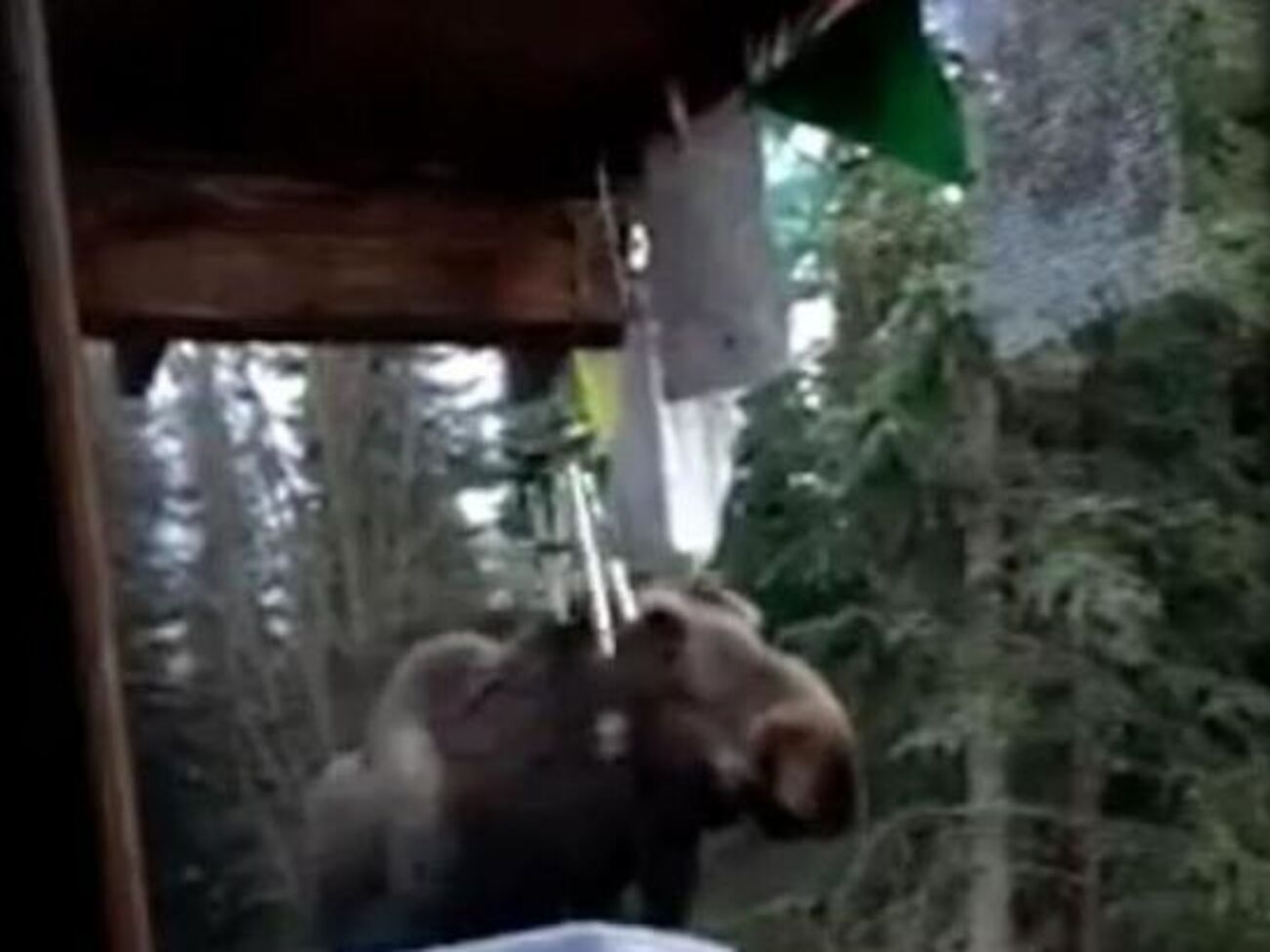 Видео лося, играющего на колокольчиках, набрало почти 300 тыс. просмотров