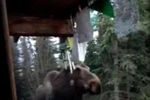 Видео лося, играющего на колокольчиках, набрало почти 300 тыс. просмотров