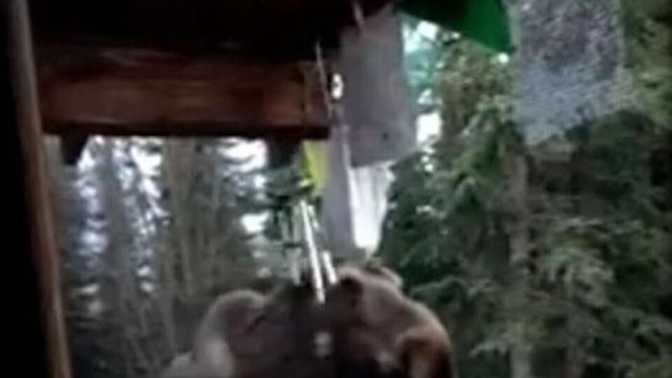 Видео лося, играющего на колокольчиках, набрало почти 300 тыс. просмотров