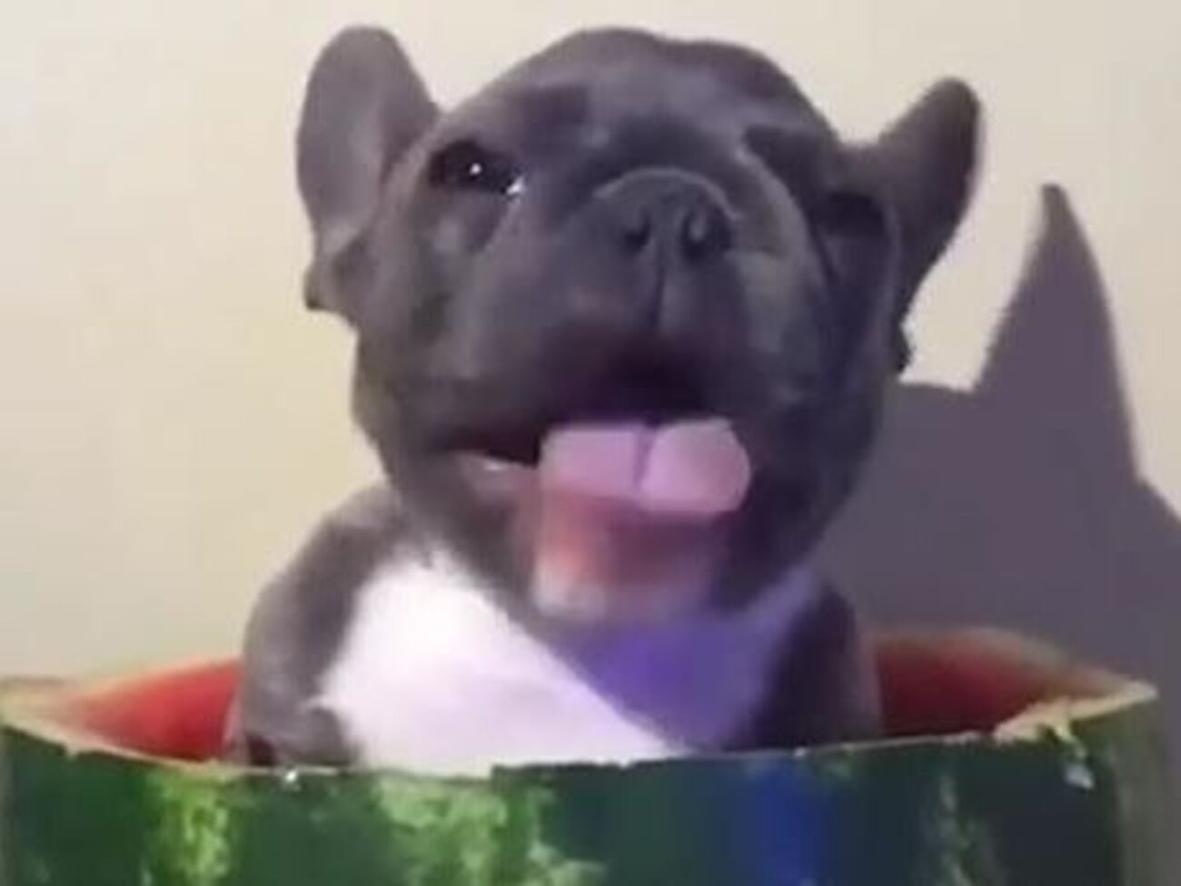 Французский бульдог полакомился арбузом