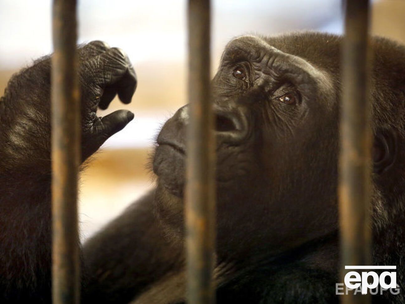 В зоопарке Цинциннати&nbsp;после падения ребенка в вольер застрелили 17-летнюю гориллу