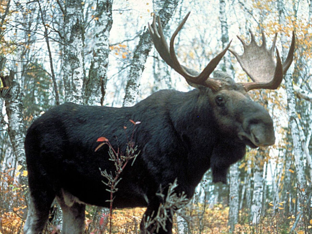 Водитель микроавтобуса Opеl Movano, двигаясь в направлении города Бердичева, наехал на лося