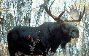 Водитель микроавтобуса Opеl Movano, двигаясь в направлении города Бердичева, наехал на лося