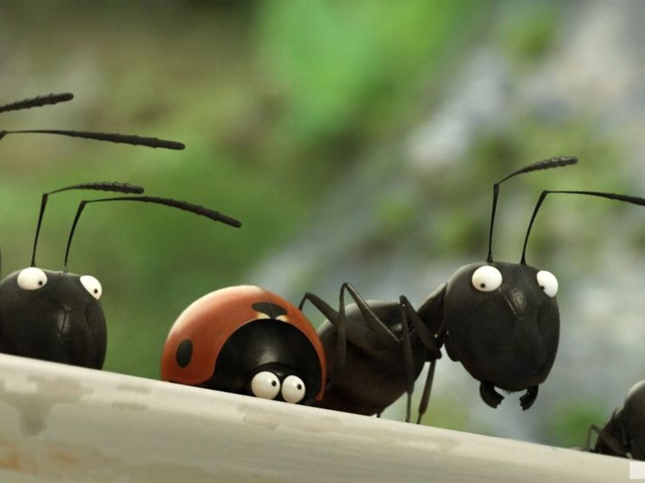 Божья коровка поможет семейству черных муравьев спастись от их опасных красных собратьев