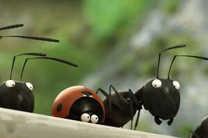 Божья коровка поможет семейству черных муравьев спастись от их опасных красных собратьев