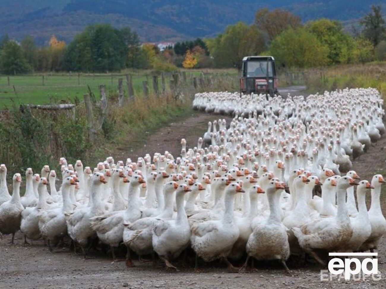 Держать птицу запретили в 19 французских департаментах