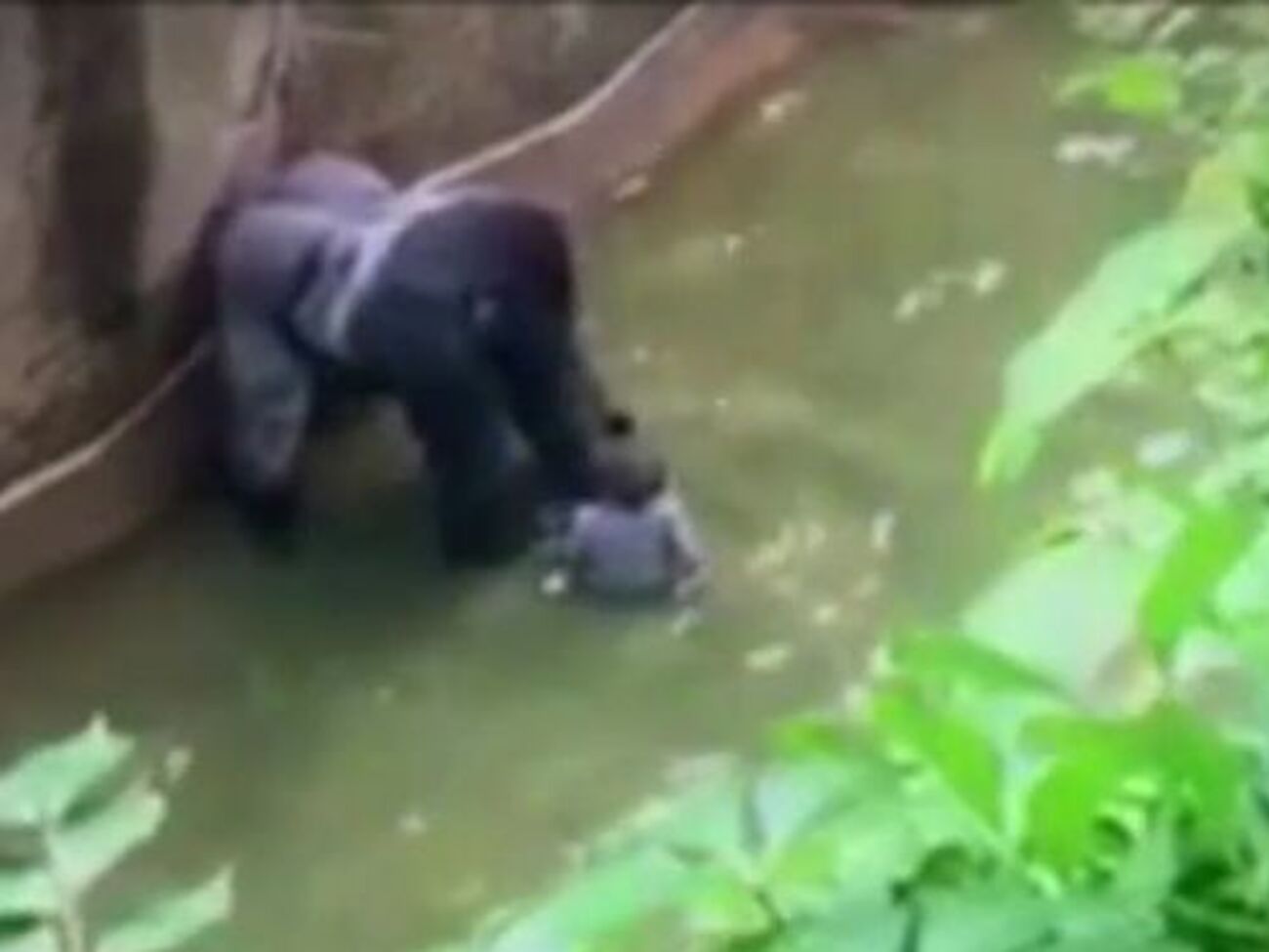 Очевидцы утверждают, что горилла не намеревалась причинять боль ребенку