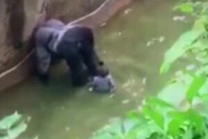 Очевидцы утверждают, что горилла не намеревалась причинять боль ребенку