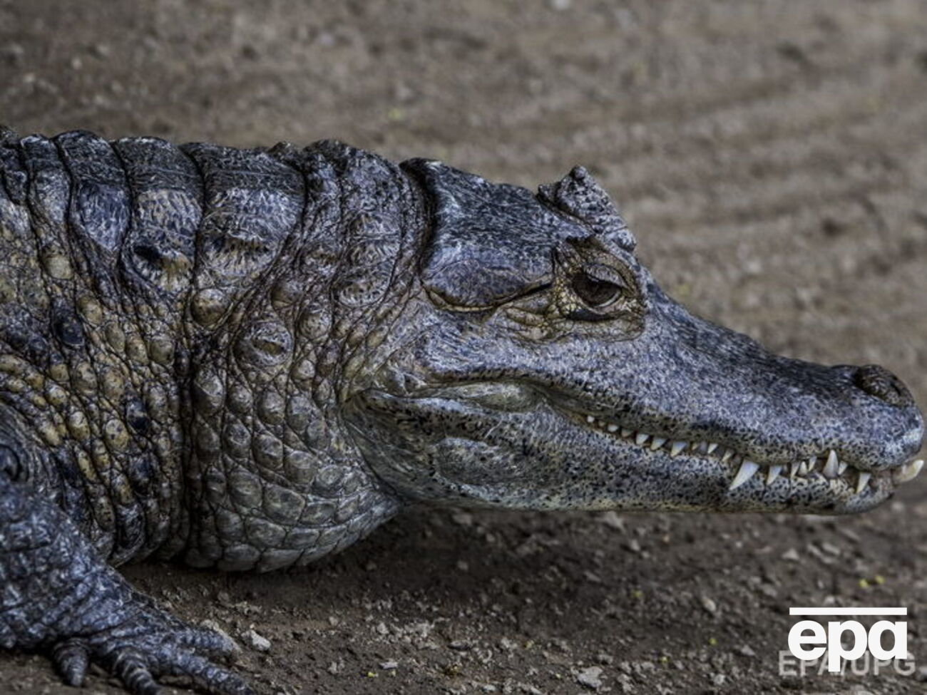 В Австралии женщина стала жертвой нападения крокодила