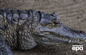 В Австралии женщина стала жертвой нападения крокодила