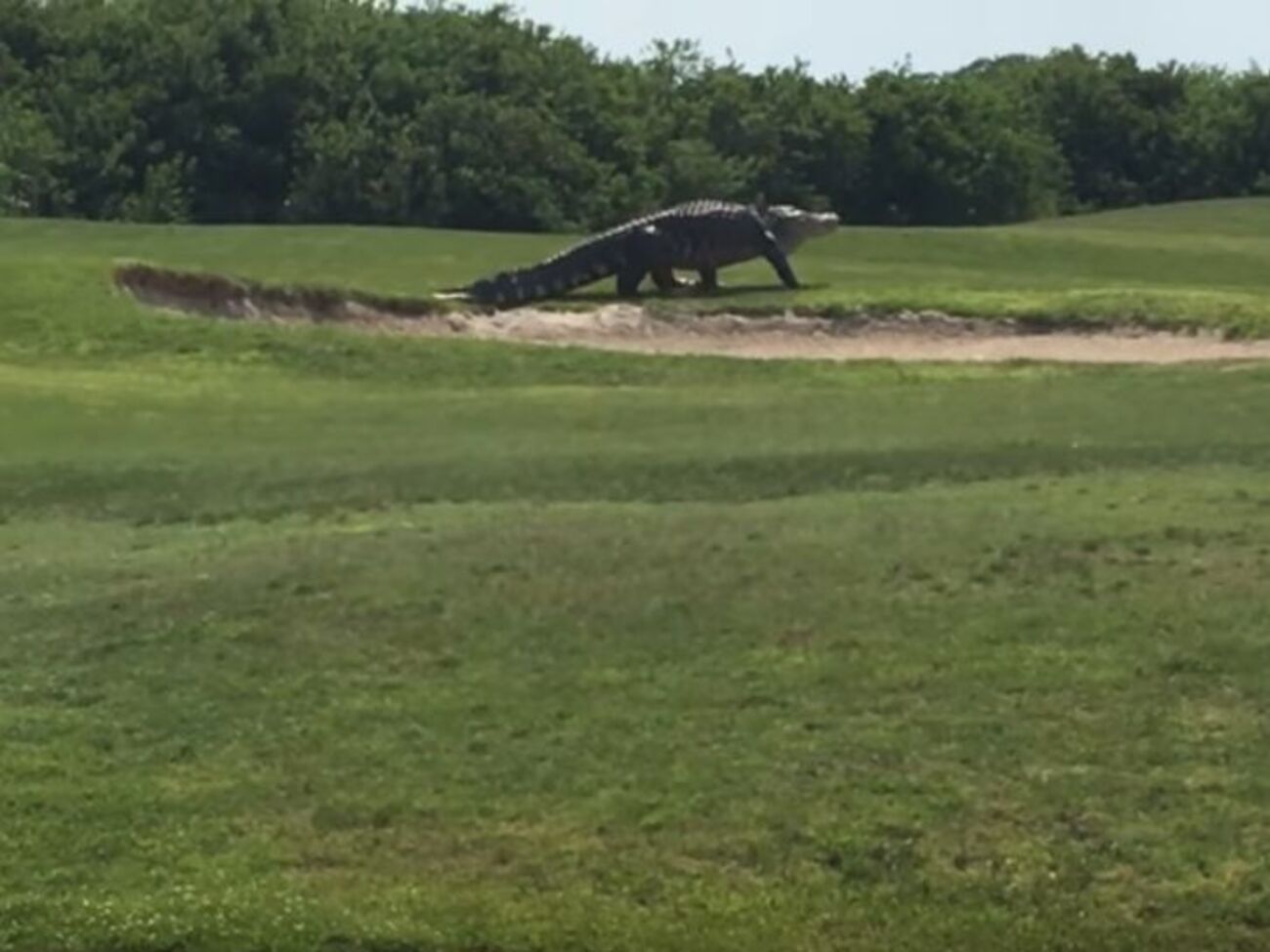 Аллигатор вышел на поле для гольфа