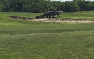 Аллигатор вышел на поле для гольфа