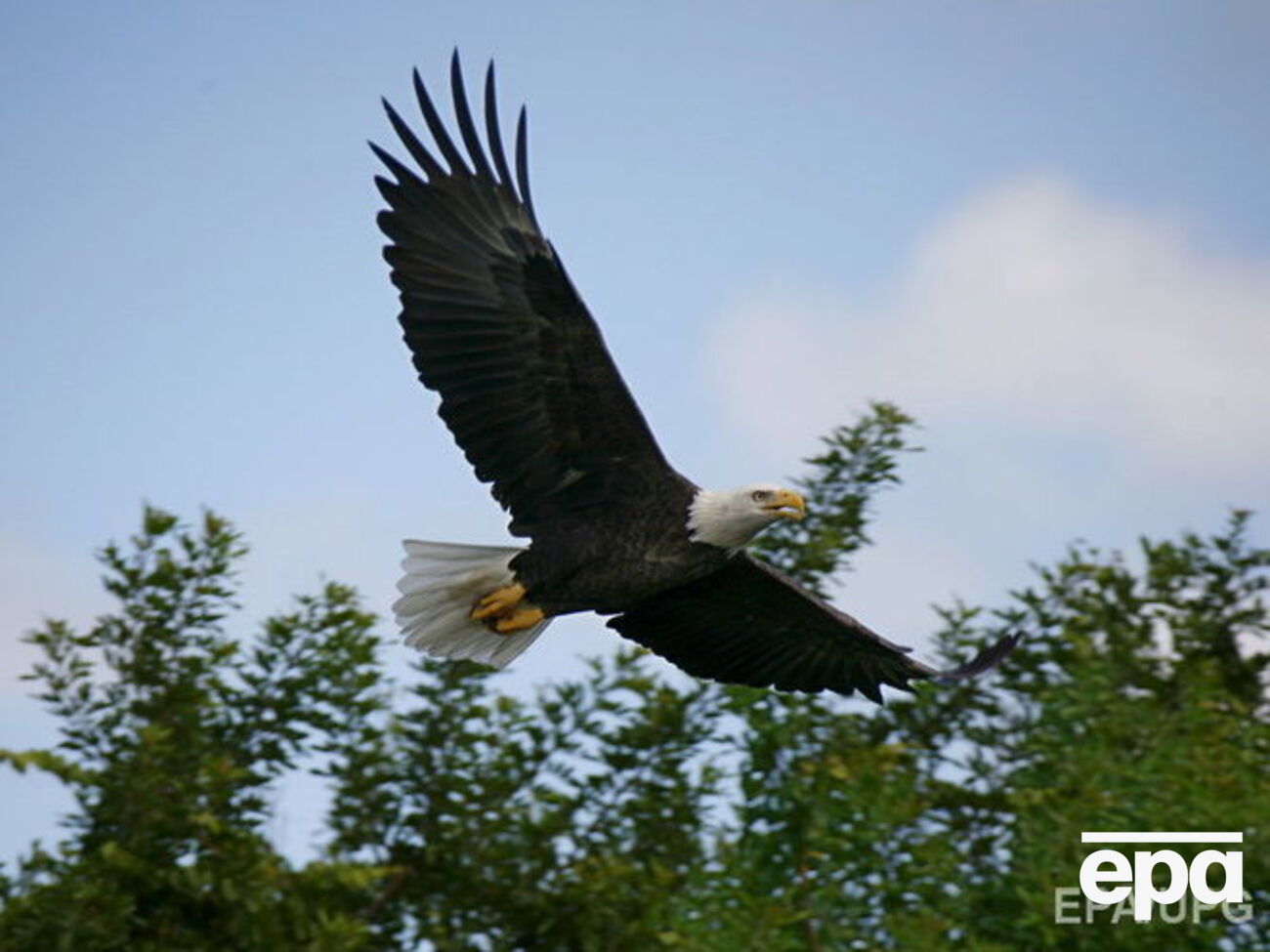 На Аляске живет около 30 тыс. белоголовых орланов