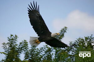 На Аляске живет около 30 тыс. белоголовых орланов