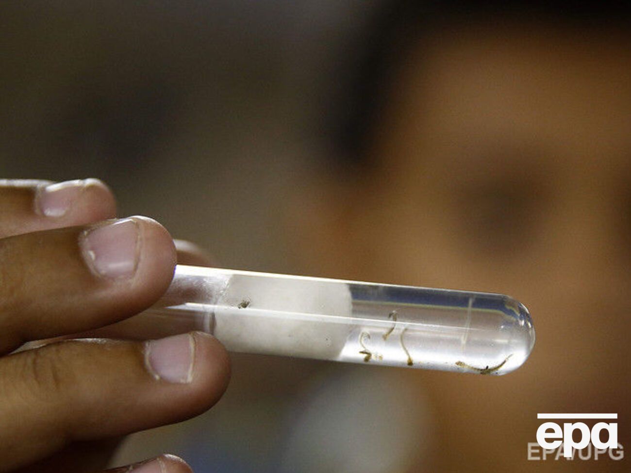 Вирус Зика добрался до России