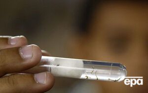 Вирус Зика добрался до России