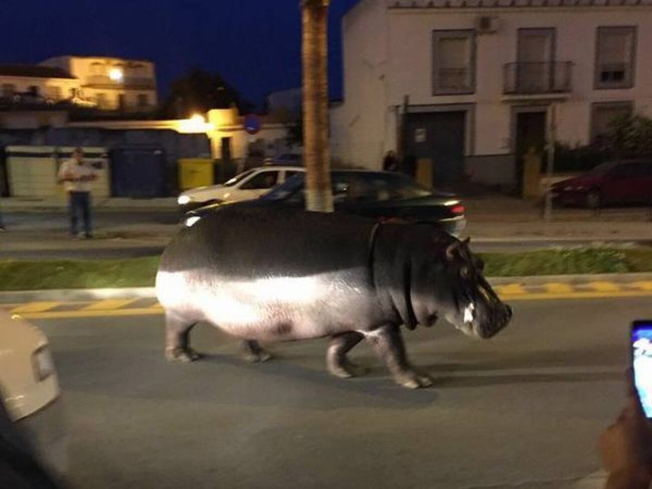 Бегемот бродил по улице&nbsp;Палос-де-ла-Фронтера