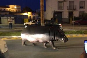 Бегемот бродил по улице Палос-де-ла-Фронтера