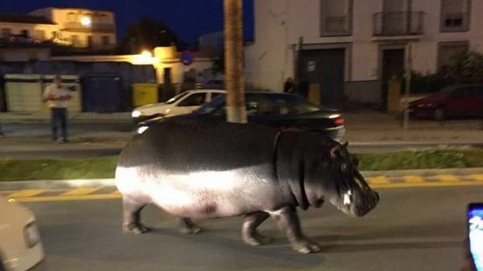 Бегемот бродил по улице Палос-де-ла-Фронтера