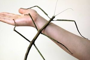Ученые узнали о гигантских представителях вида Phasmatidae длиной более полуметра от местных жителей городского округа Гуанси еще в 1998 году