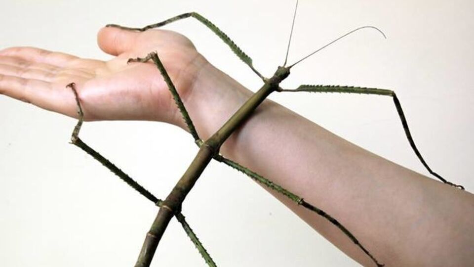 Ученые узнали о гигантских представителях вида Phasmatidae длиной более полуметра от местных жителей городского округа Гуанси еще в 1998 году