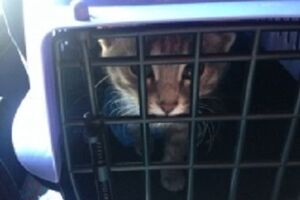 Коту Арчибальду пришлось провести ночь под арестом