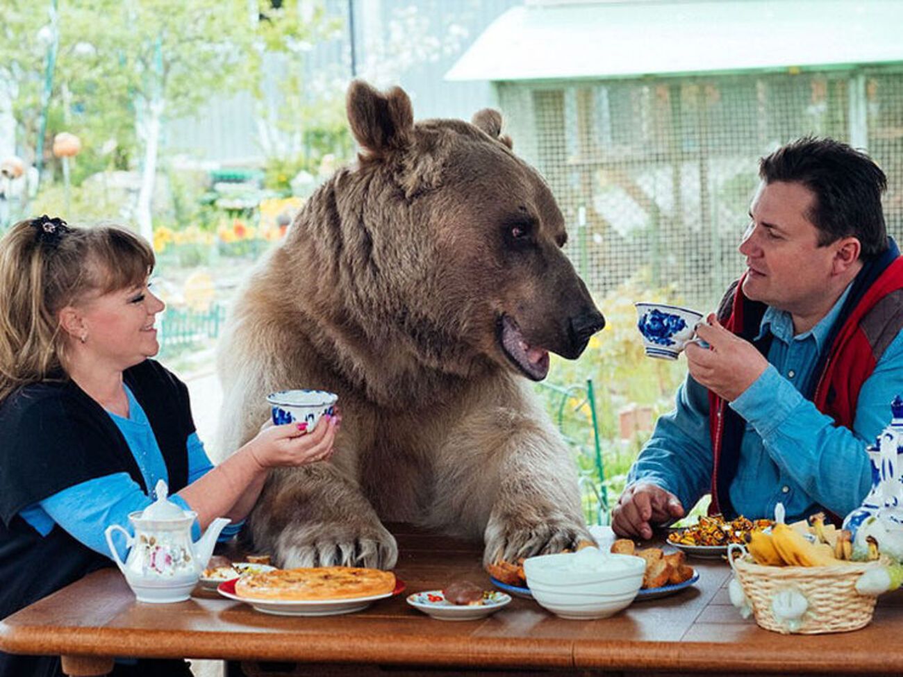 Медведь Степан стал полностью одомашненным хищником