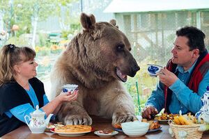 Медведь Степан стал полностью одомашненным хищником