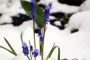 Первый день лета в некоторых городах России начался со снегопада