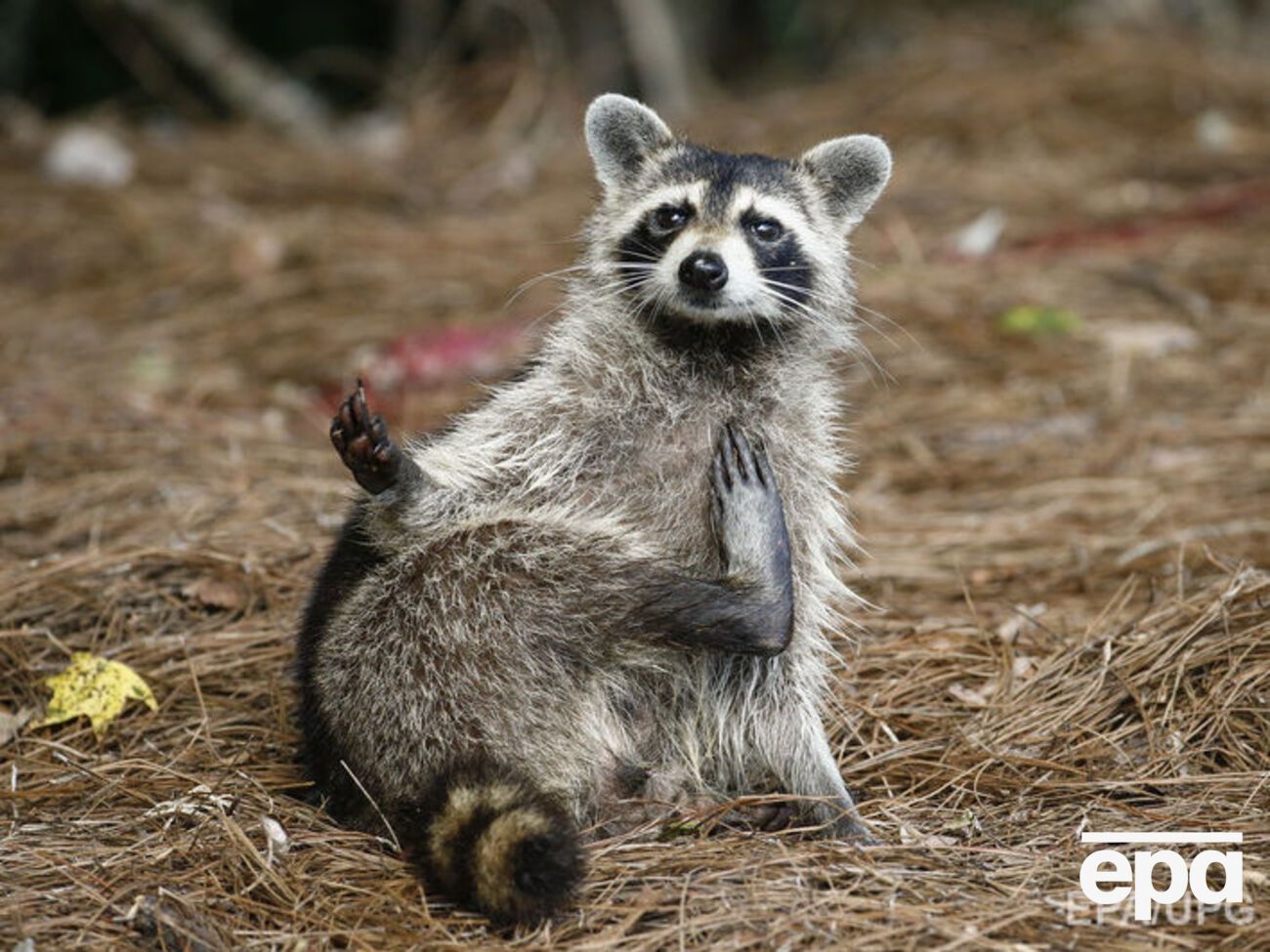 Видео с енотом в душе посмотрели более 45 тыс. пользователей