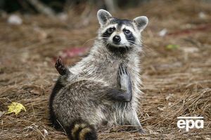 Видео с енотом в душе посмотрели более 45 тыс. пользователей