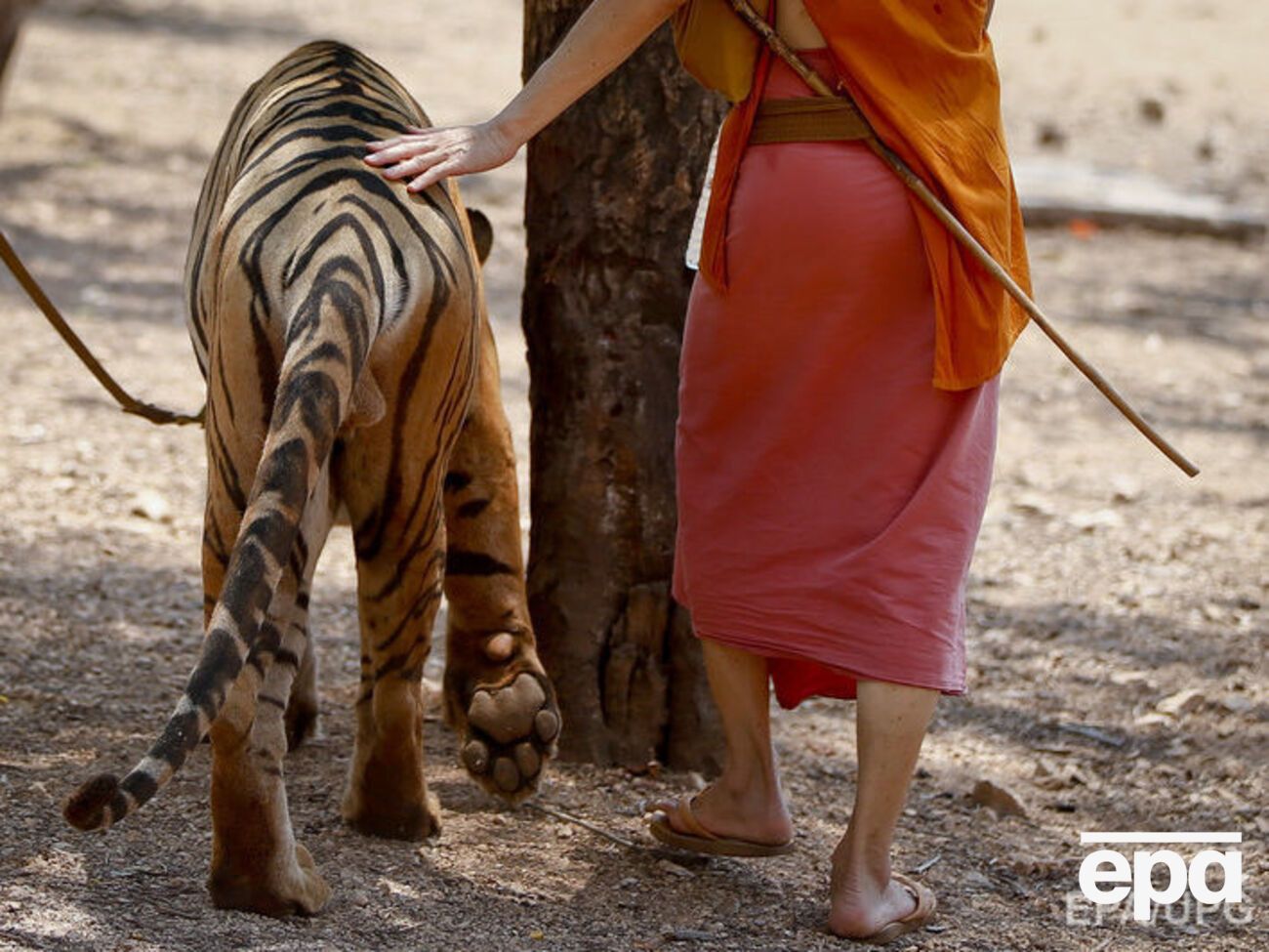 Более 50 тигров, которые находились на территории храма, зоозащитники&nbsp;перевезли в специальные приюты