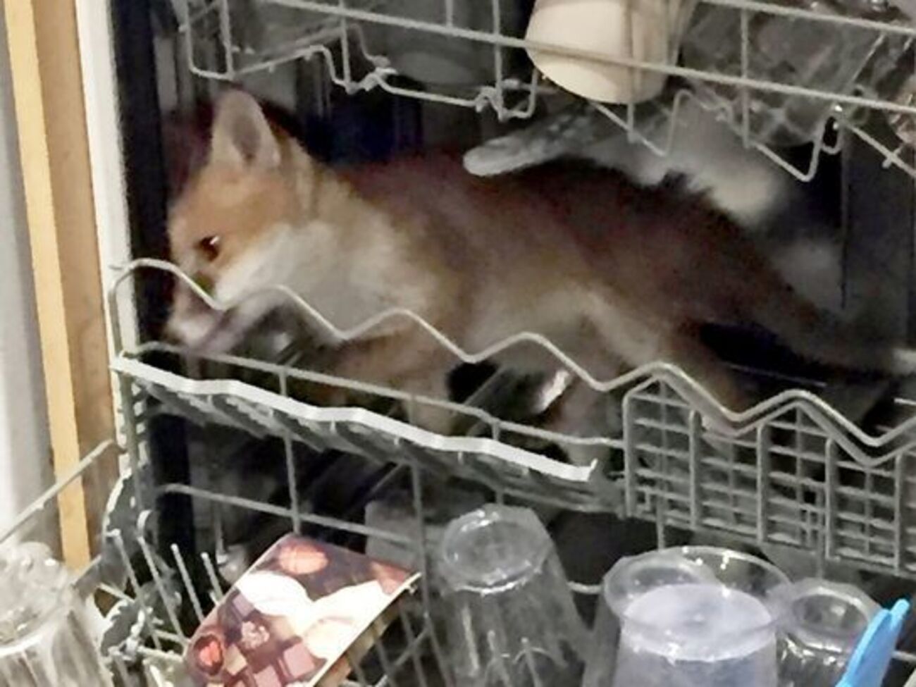 Лисенок не мог выбраться из посудомоечной машины самостоятельно