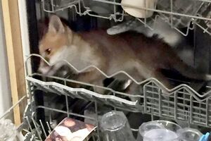 Лисенок не мог выбраться из посудомоечной машины самостоятельно