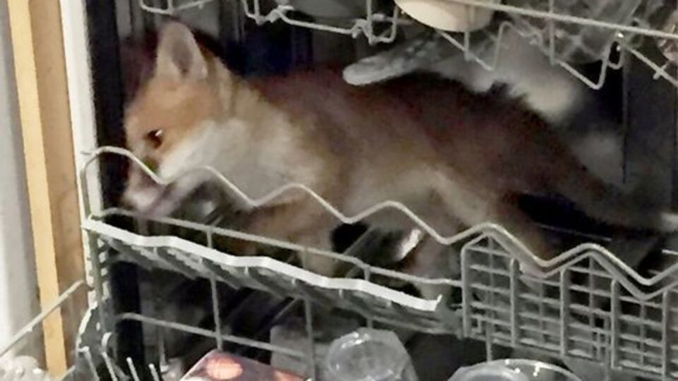 Лисенок не мог выбраться из посудомоечной машины самостоятельно
