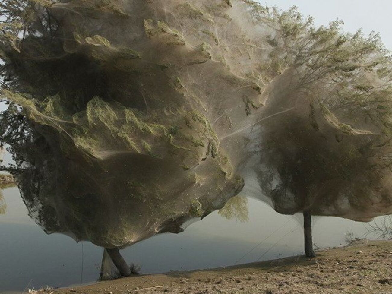 Пауки спасаются от воды на деревьях