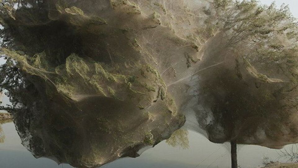 Пауки спасаются от воды на деревьях