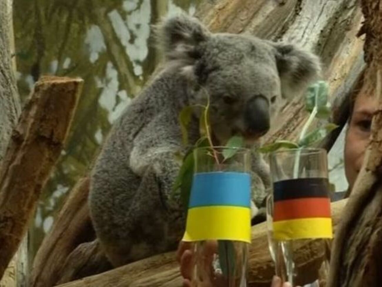 Коала Оби-Оби прогнозирует ничью в сегодняшнем матче Украина &ndash;&nbsp;Германия