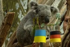 Коала Оби-Оби прогнозирует ничью в сегодняшнем матче Украина – Германия